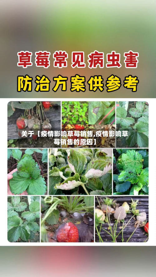 关于【疫情影响草莓销售,疫情影响草莓销售的原因】-第2张图片