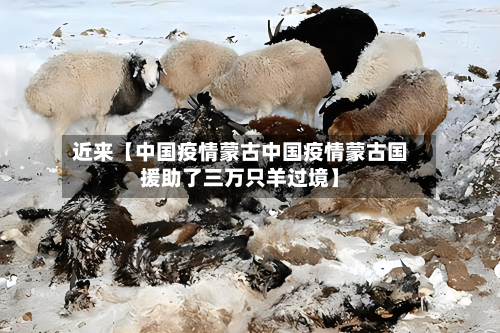 近来【中国疫情蒙古中国疫情蒙古国援助了三万只羊过境】-第3张图片