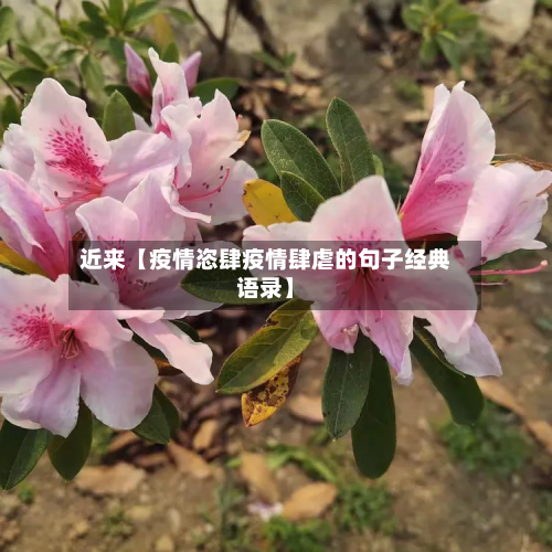 近来【疫情恣肆疫情肆虐的句子经典语录】-第1张图片