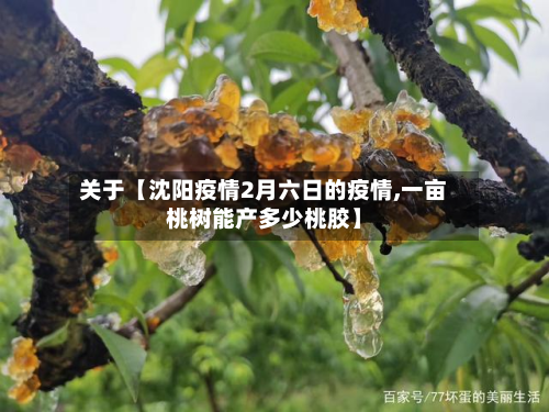 关于【沈阳疫情2月六日的疫情,一亩桃树能产多少桃胶】-第2张图片