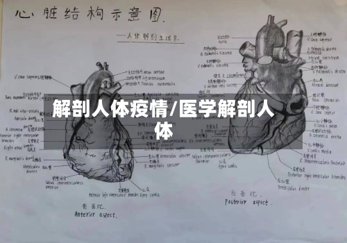 解剖人体疫情/医学解剖人体-第1张图片