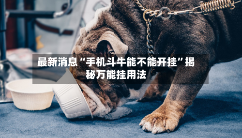 最新消息“手机斗牛能不能开挂	”揭秘万能挂用法-第2张图片