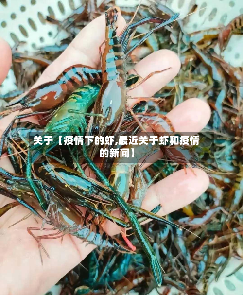 关于【疫情下的虾,最近关于虾和疫情的新闻】-第1张图片