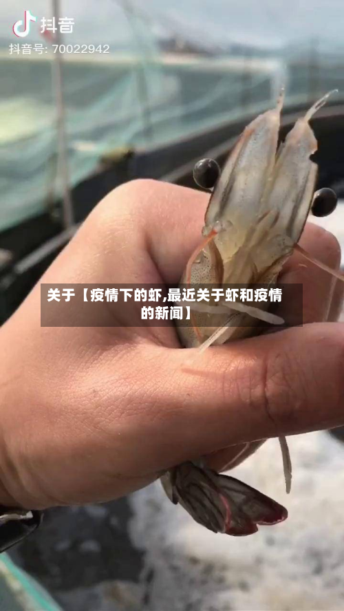 关于【疫情下的虾,最近关于虾和疫情的新闻】-第3张图片
