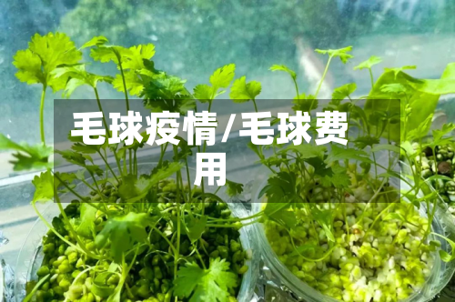 毛球疫情/毛球费用-第2张图片