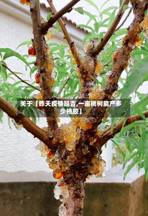 关于【昨天疫情延吉,一亩桃树能产多少桃胶】-第3张图片