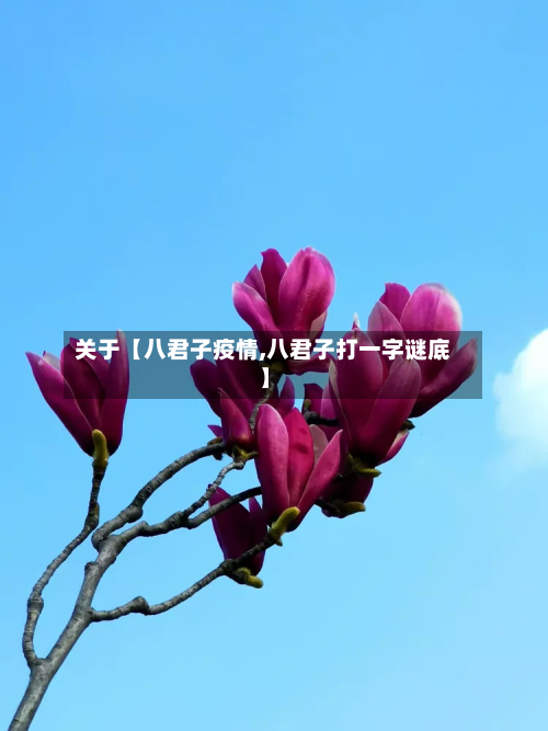 关于【八君子疫情,八君子打一字谜底】-第1张图片