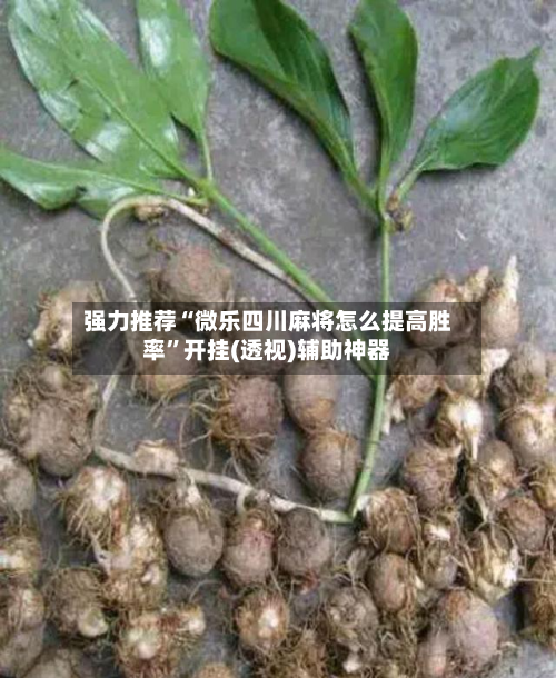 强力推荐“微乐四川麻将怎么提高胜率	”开挂(透视)辅助神器-第1张图片