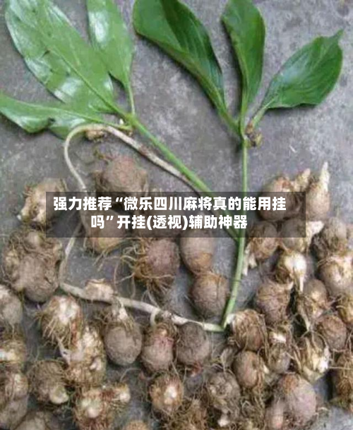 强力推荐“微乐四川麻将真的能用挂吗	”开挂(透视)辅助神器-第1张图片