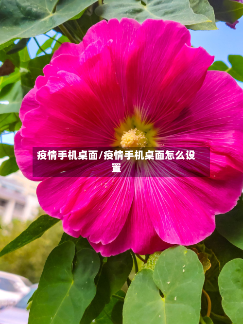 疫情手机桌面/疫情手机桌面怎么设置-第1张图片