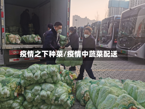 疫情之下种菜/疫情中蔬菜配送-第1张图片